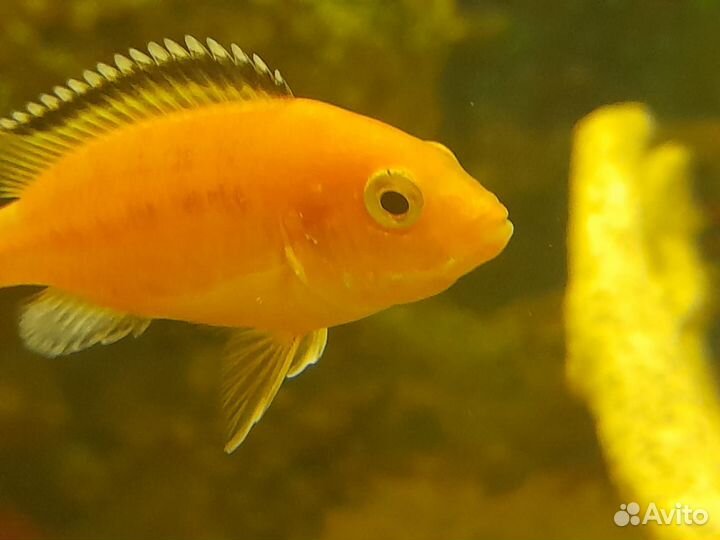 Лабидохромис Еллоу