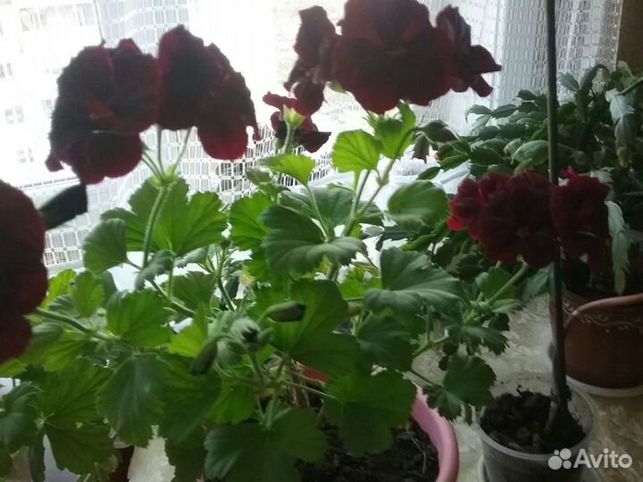 Цветы для дома и офиса