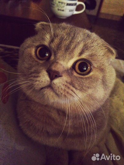 Кот для вязки