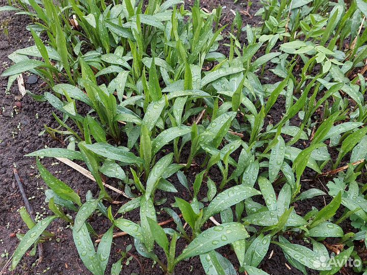 Октябрины белые