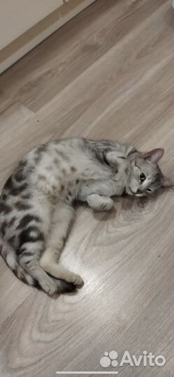 Кошка брошена хозяевами