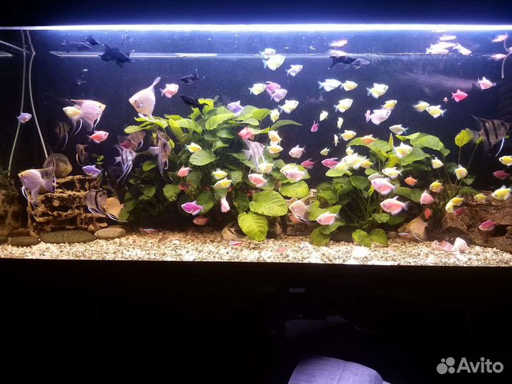 Чистка и обслуживание аквариумов