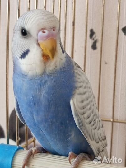 Птенцы волнистый попугай