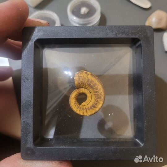 Наутилус Catastroboceras