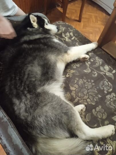 Собака (хаски)