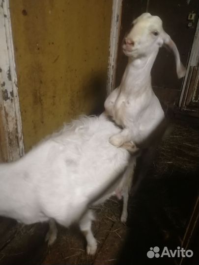 Козел, козлик для покрытия