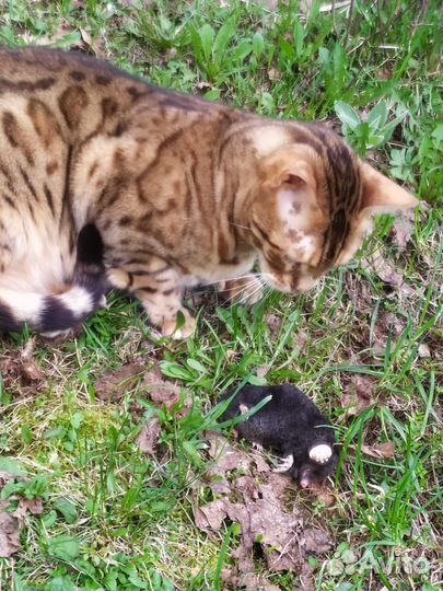 Мейн-кун и бенгал