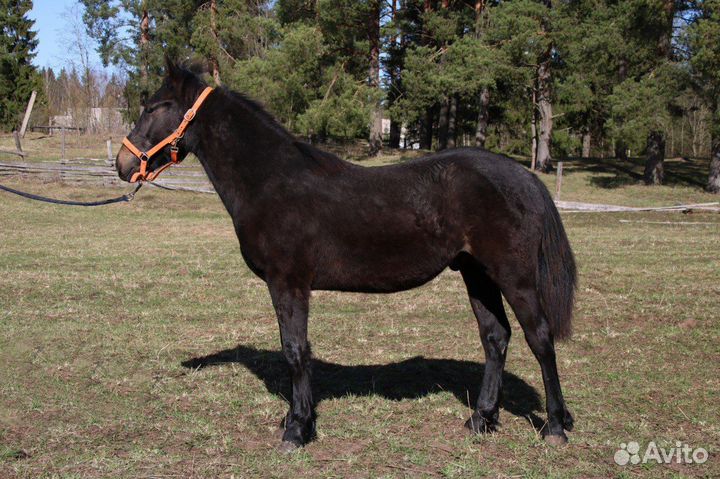 Продается жеребчик