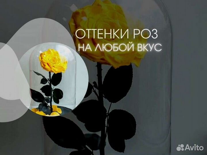 Роза в колбе