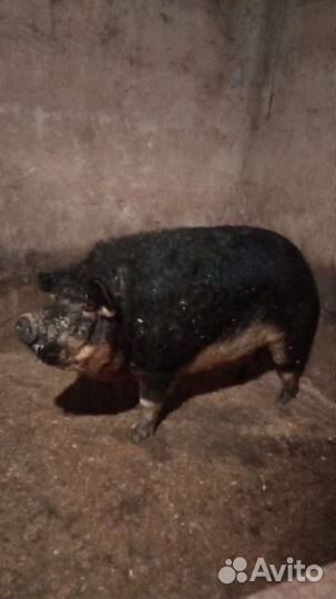 Мангалица хряк