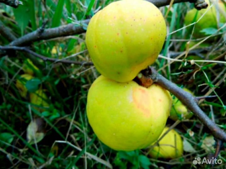 Айва превосходная 