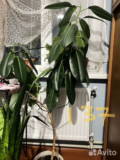 Сансевиерия тещин язык фикус цветы