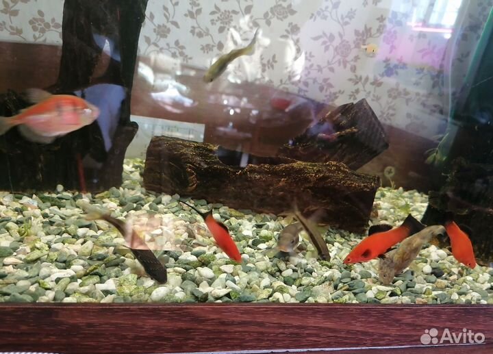 Аквариум 100л., с рыбками