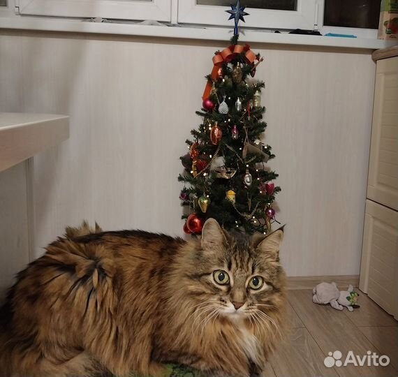 Лечебная кошка