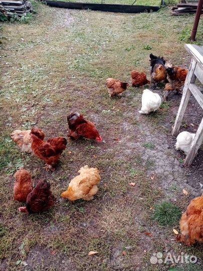 Карликовые кохинхины куры