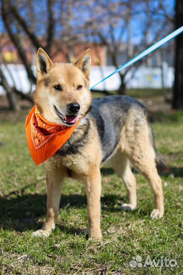 Восточноевропейская овчарка