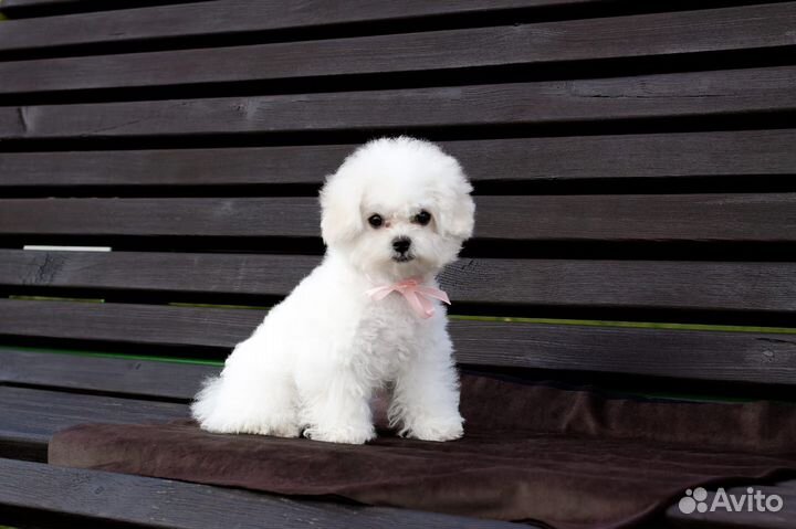 Щенки бишон фризе мини