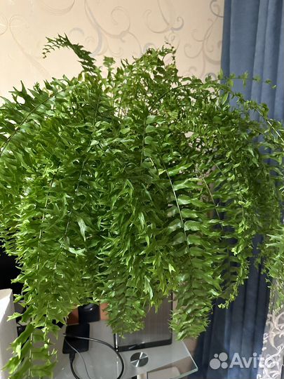 Нефролепис фальката Фурканс