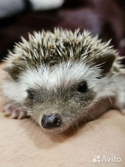 Африканские ежата. Ёжик. 06.09.23