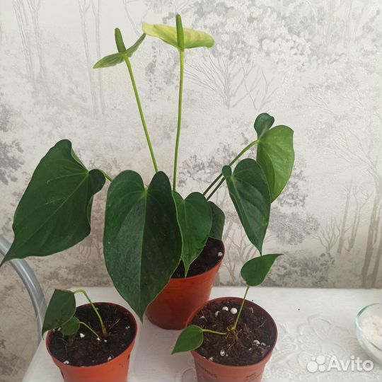 Антуриум жёлтый Циперус вариег Замиокулькас чёрный