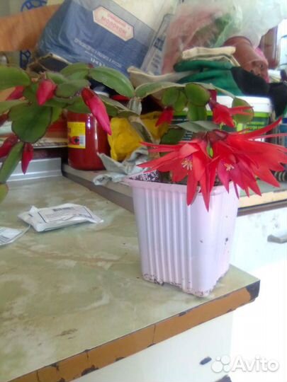 Комнатные цветы