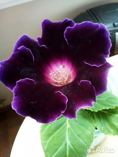 Лист глоксинии укорененный, детки