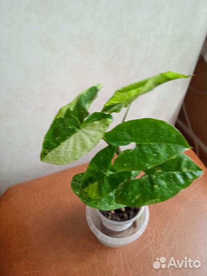 1 фото- Сингониум