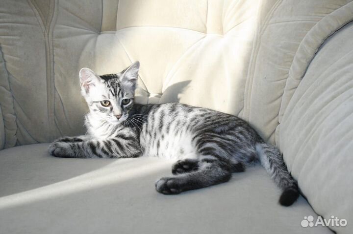 Котята подростки