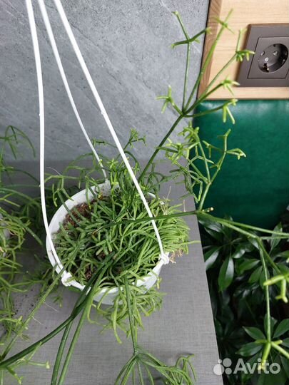 Рипсалис d 15