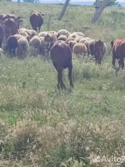 Продаются овцы коровы