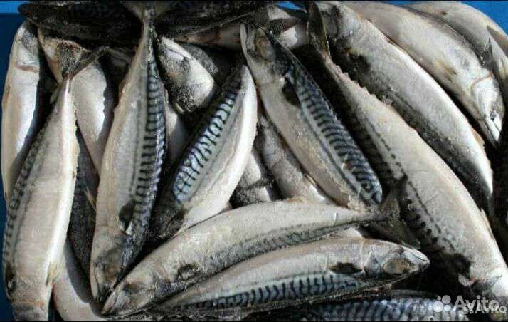 Скумбрия с/м фарера бесплатная доставка