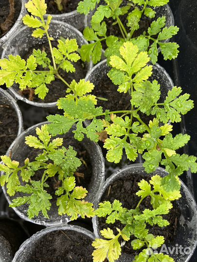 Пиретрум девичий