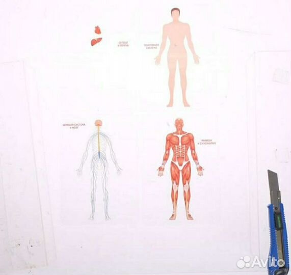 Набор для изучения строения человека