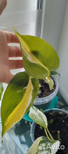 Комнатные цветы