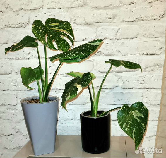 Монстера тайское созвездие