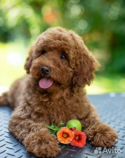 Щенки пуделя миниатюра