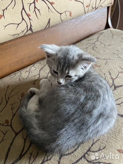 Кошка в дар бесплатно