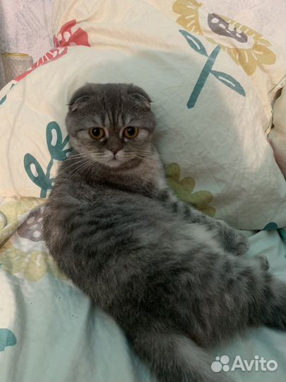 Вязка с котом