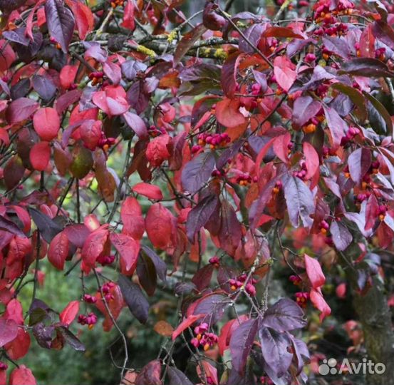 Бересклет европейский