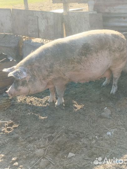 Свиноматка