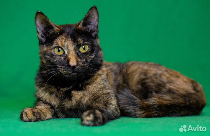 Трехцветная кошка 1 год в дар