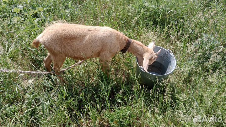 Продам коз две козочки козёл и коза дойная