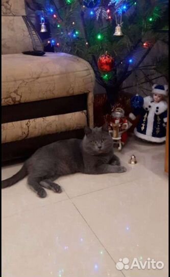 Русская голубая