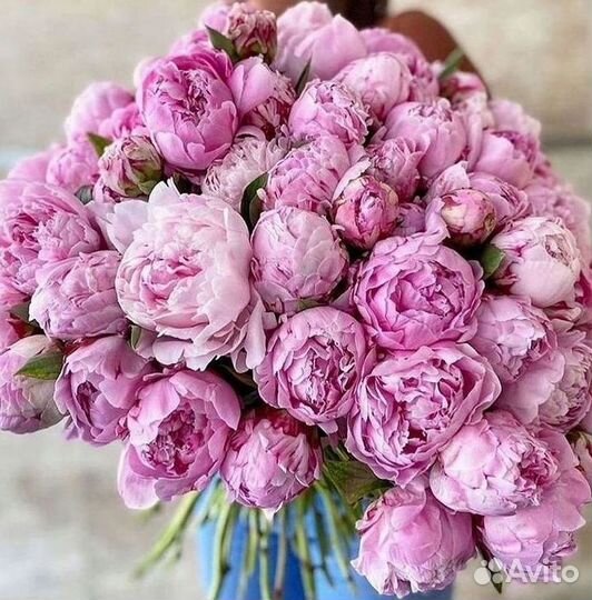 Пионы Букет