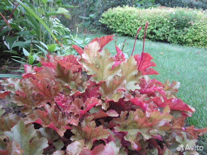 Гейхера Мармелад (Heuchera Marmalade)