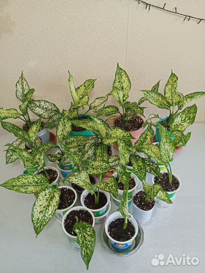 Аглаонема Фёрст Даймон