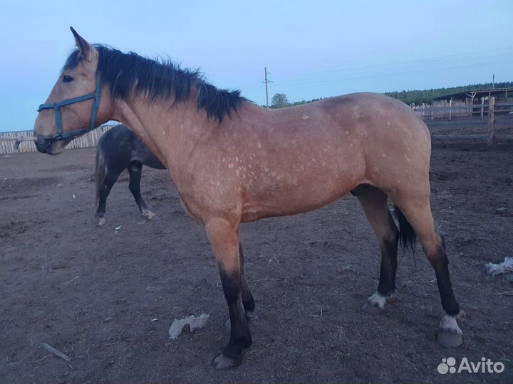 Жеребец 3года