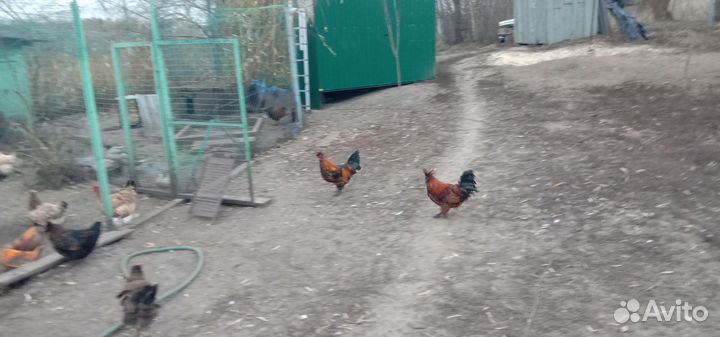 Петушок Павловское золото