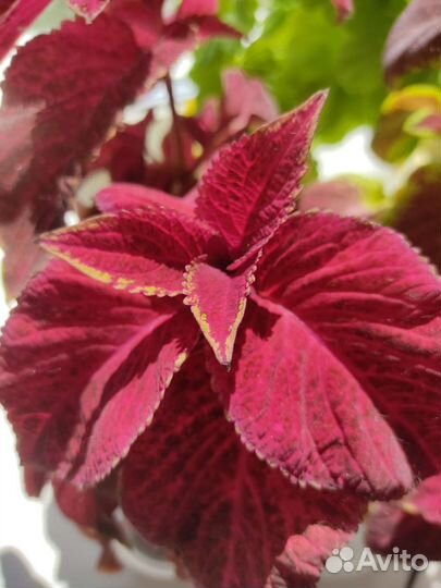 Колеус свежий срез