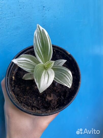 Традесканция альба зебрина квадриколор